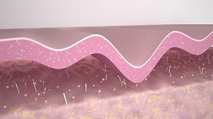 Wrinkle smoothing. Medical 3d animation showing a process of skin rejuvenation, the rebuilding of collagen and elastin fibers, wrinkles removing and skin tightening. The effect of anti-aging treatment