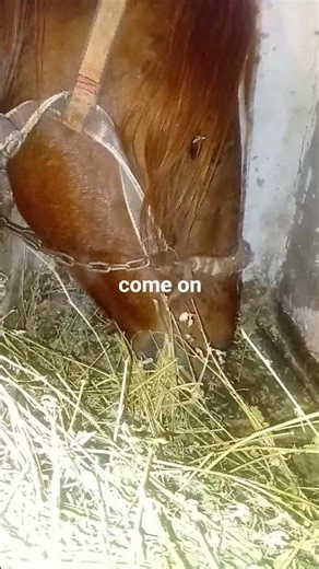Asmr #asmr #horse #animals #relaxation #farm