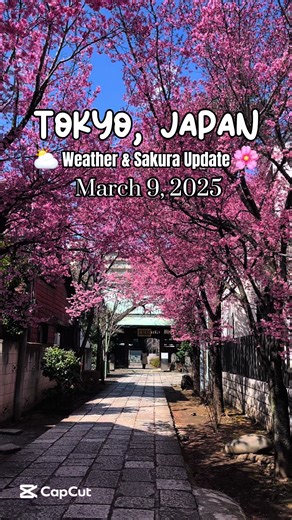 Explore Jufukuji Temple’s Stunning Cherry Blossoms