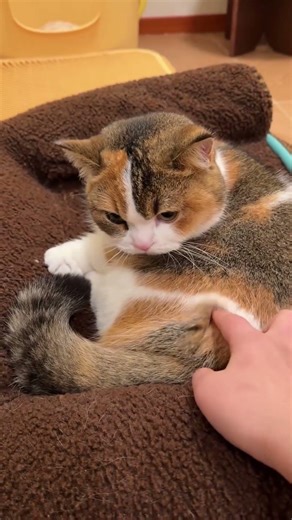 what a fat and beautiful calico cat #cat #shorts