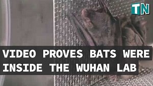 4.9K views · 82 reactions | WHO investigator Peter Daszak contradicts own claim about experiments on bats at lab https://www.taiwannews.com.tw/en/news/4227123 | Taiwan News | Facebook