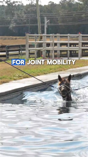 Aquatic exercise gives us a way to condition horses without the stress that comes with traditional work. The buoyancy of the water reduces joint impact, while resistance encourages controlled muscle activation and improved range of motion. This makes it especially valuable for horses in rehabilitation or those temporarily out of training who still need to maintain strength and circulation. Used correctly, the pool helps preserve fitness, support joint health, and prevent the setbacks that often 