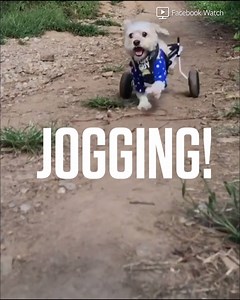 1.1M views · 3.9K reactions | Audition inspo: WORKOUTS! Ready to slap on a sweatband and pump some iron with your pup? Go to World's Most Amazing Dog to audition today! | World's Most Amazing Dog | Facebook