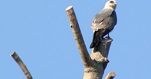 Unique bird of prey increases habitat in metro