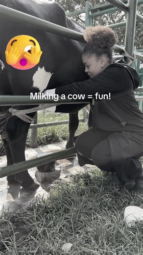 First Experience Milking a Cow: Fun and Challenges