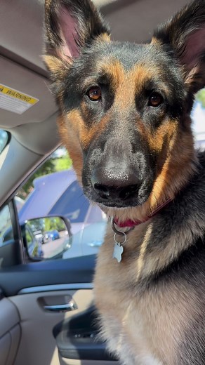 13K views · 977 reactions | Have you ever seen a RED and BLACK German shepherd? #germanshepherd #germanshepherdpuppy #germanshepherdsofinstagram #gsd #gsdpuppy #gsdofinstagram #gsdlife #reels #reelsvideo #reels2023 #gsdlove | Zeus and Luna | Facebook