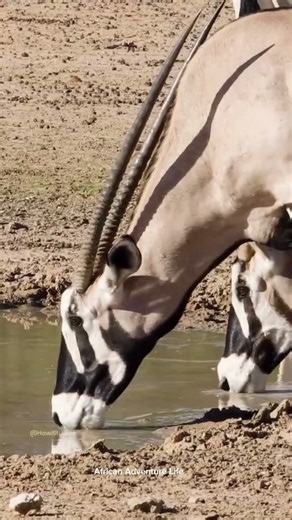 He killed the deer with a poisoned arrow.उसने विषैले बाण से हिरण को मार डाला।#shortsfeed