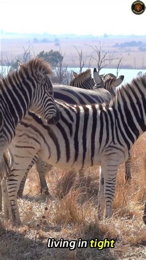 “Why Zebra Stripes Confuse Predators 🦓 | Nature’s Smartest Defense” | zebra