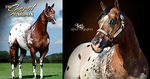 Stunning Appaloosa Quarter Horse Stallion - The Secret Pardon ❤❤❤