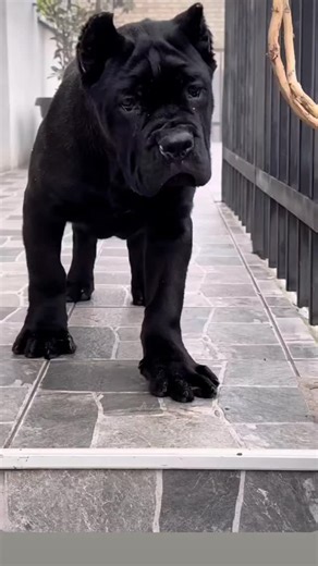 pet shop on Instagram: "ADDRESS NAME MOB NO PIN CODE ₹1000 ORDER SLIP AMOUNT ONLINE PAYMENT ✅ BAKI AMOUNT CASH ON DELIVERY 🚚 ✅"