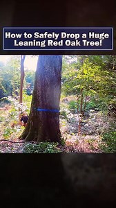 4.5K views · 14 reactions | How to Safely Drop a Huge Leaning Red Oak Tree | Ruimfor | Facebook