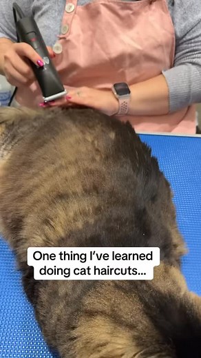 One thing I’ve learned from doing cat haircuts: start on the back while the cat is calm and limit how much you move them. Save belly, legs, and paws for last when possible those areas usually cause more stress. | La Cat Grooming
