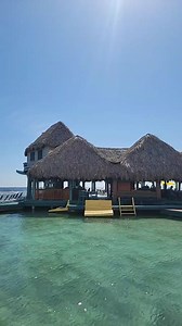 Live from paradise ❤️ | Little French Key