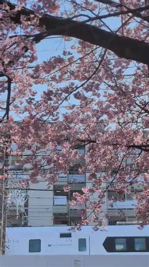 桜とスペーシア Ｘ