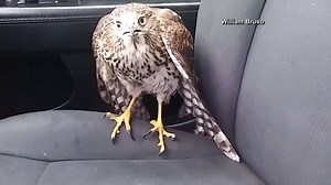 Meet Sgt. Hurricane Harvey, a hawk who hopped into a taxi cab to try and make his getaway from the tropical storm in Texas. | KHQ Local News
