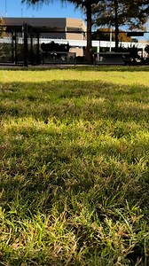 109K views · 5 comments |  Paws and play - at Love’s Pet Relief Areas!  Travel is better with your furry friends! Our pet relief areas are designed to keep tails wagging and paws happy. Convenient, clean, and just steps from your journey ahead. Because we care for every passenger—two-legged or four— at Love. ❤️ #LoveTheJourney #PetFriendlyTravel #AtLove #DallasLoveField | Dallas Love Field | Facebook