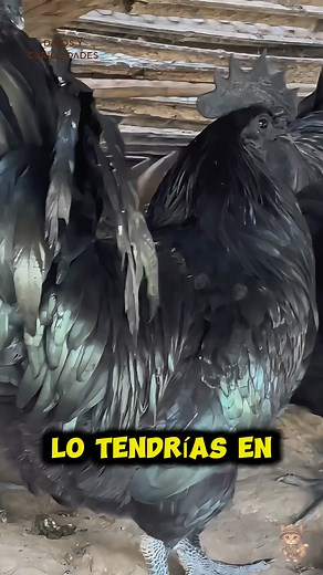 1.3M views · 14K reactions | En el Ayam Cemani, la melanina se expande a tejidos internos y externos, dando como resultado plumaje, piel y órganos completamente negros. #GenéticaAnimal #MundoAvícola #AvesDelMundo #DatoEducativo #NaturalezaAsombrosa | Explorador Curioso | Facebook
