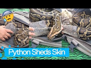 Giant Python Sheds Skin With Help From Veterinarian In Chile