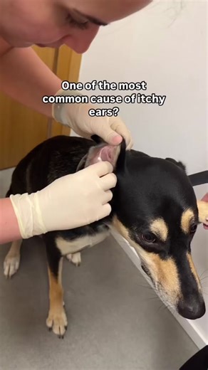 Malassezia is a type of yeast found on the skin and ears of most dogs. In most cases, these yeast organisms cause no harm. However, in some dogs, an abnormal overgrowth of Malassezia can result in the skin and/or ears becoming inflamed, sore and itchy. A number of things can cause Malassezia infections, such as increased humidity, an underlying skin disease, water becoming trapped after bathing, and even some breeds of dog are thought to be more genetically predisposed to developing yeast infect
