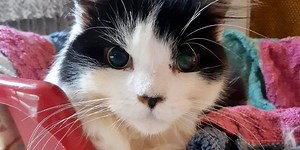 Calling all knitters! The RSPCA need blankets for their adorable rescue kittens