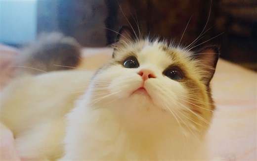 【布偶猫科普】可爱的布偶喵——选猫舍