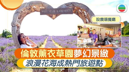 176K views · 1K reactions | 【#紫色花海】 在二十年前，一個英國家庭嘗試在這裡重新種植薰衣草，並開設農場餐廳，用薰衣草製成甜品、蛋糕和花茶，結果大受歡迎，變成旅遊景點。 報道：https://news.tvb.com/tc/world/6881d783fa3faf25dc0ff680 ------------------------------ 《#無綫新聞》app： https://share.tvb.com/news 《無綫新聞》網站：https://news.tvb.com/tc | 無綫新聞 TVB News | Facebook