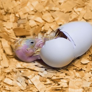 27M views · 346K reactions | Animal friendly crafts to surround your little friends with love! | 5-Minute Crafts | Facebook