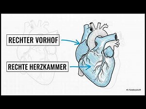 DAS HERZ: Eine anatomische Reise / Überblick