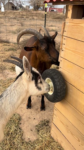 Added a new enrichment toy to the doe pen’s structure! This garden cart tire won’t hold air and we are replacing them all with solid tires. But repurposing is important! We advocate for being a good steward of your resources so now it’s a goat toy! Glimmer was more taken with it than Penny at first. #raisingpackgoats #goatsofinstagram #packgoats #packgoat #packgoatsofinstagram #goat #goats #futurepackgoat #babygoat #babygoats #goatenrichment #goatsplaying | Southern Utah Pack Goats and Dairy