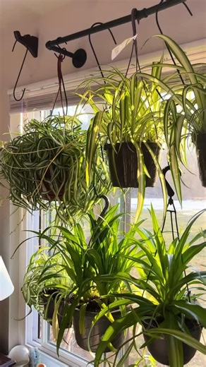 Spider Plant Jungle series: 5 Health Benefits of Spider Plants 🫁 1. Helps Remove Indoor Air Pollutants Spider plants are known for their ability to absorb common indoor toxins such as: • Formaldehyde (found in furniture, flooring, cleaning products) • Carbon monoxide • Xylene & benzene found in smoke Reducing these airborne irritants helps decrease respiratory stress, especially for people with asthma or allergies. 🌬 2. Supports Cleaner, Fresher Air Through natural transpiration, Spider plants