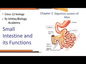 Small intestine and it's function - Class 12 Biology - Chapter 1 Digestive System of Man