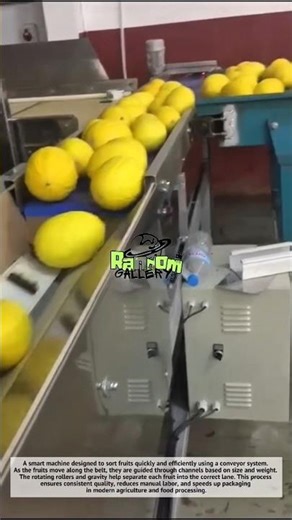 Satisfying Fruit Sorting Machine You Must See!