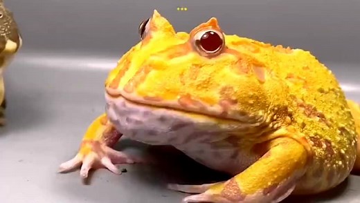 #角蛙 ，#ceratophrys #foryoupage#foryoupage，love， #上热门