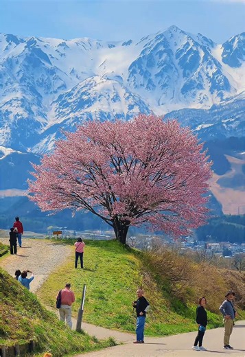 長野の白馬村で見る絶景の桜