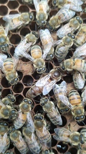 The king bee is looking for an empty shell. #honeybeedance #livewallpaper