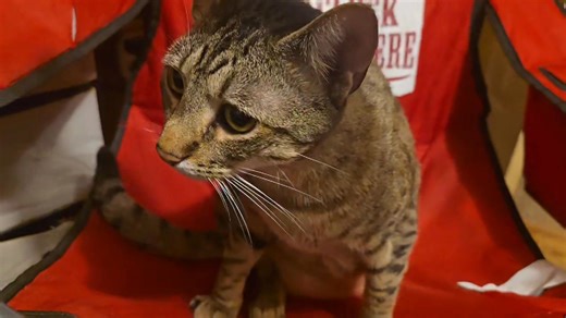 Those toes hanging over the edge break my cute meter... | Kyle J King