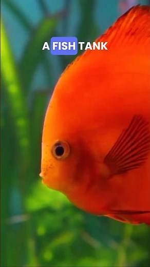 Explore Fish Tanks and Colorful Fish 🐟 A Fun Learning Video for Preschoolers