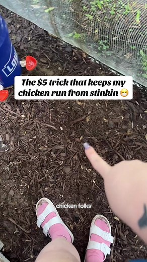 Transform Your Chicken Run with Pine Mulch
