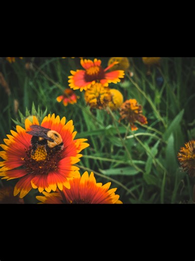 🎶I like bugs, and I'll tell you why. They're alive and so am I. Bugs.🎶