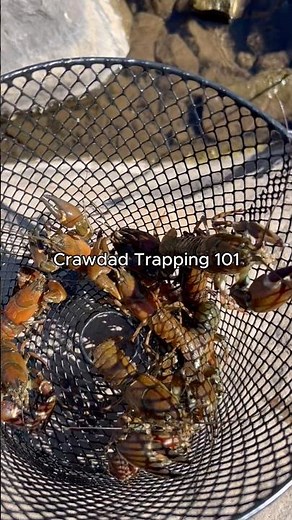 POV: Crawfish Trapping 101 🦞 #fishingtips #crawfishseason #crawfishboil
