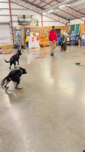 Group Bite Work Puppy Class at Protection Dog Sales! Our youngest trainees, two months to five months old, are already showing incredible focus and drive. In our group class they are building confidence, developing drive, and learning to channel their energy in a fun, supportive group environment. www.protectiondogsales.com #giantschnauzer #germanshepherd #doberman #giantschnauzers #dobermanpinscher #germanshepherds #protectiondogs #puppies #protectiondogsales | David Harris