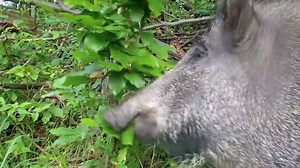 New born Wild baby boars | Animal Channel