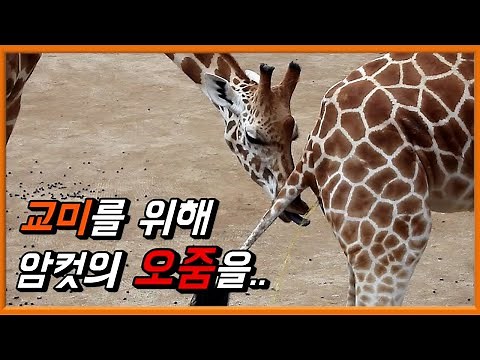 기상천외한 방법으로 짝짓기를 하는 동물 TOP 5