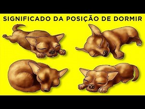 O Que a Posição Em Que Seu Cachorro Dorme Pode Revelar Sobre Ele