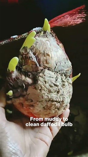 From muddy to clean daffodil bulbs