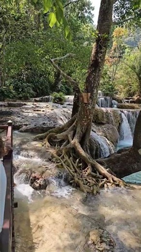 LA2603 day tour Kuang Si Waterfall Park Luang Prabang Laos 01