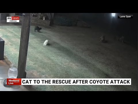 Footage captures moment cat saves dog from coyote attack