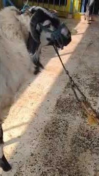 SRM SHEEP FARM #nellorejodupi #2026#bakridsheep#thewarrior# 4, 2026