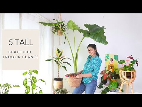5 Tall & Beautiful Indoor Plants You can Grow this Season