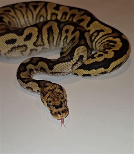 Insane looking Ball Python